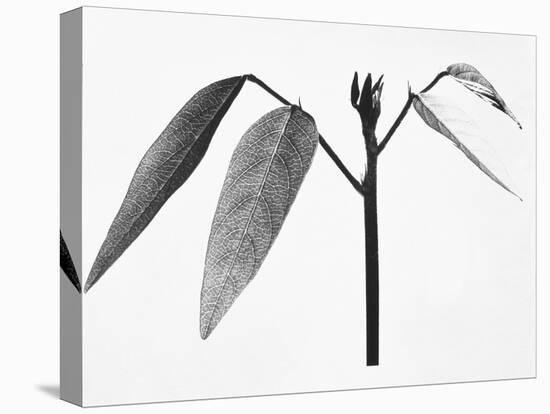 Twig-Panoramic Images-Premier Image Canvas