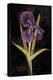 Twilight Iris-Maret Hensick-Stretched Canvas