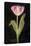 Twilight Tulip-Maret Hensick-Stretched Canvas