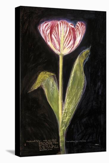 Twilight Tulip-Maret Hensick-Stretched Canvas