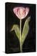 Twilight Tulip-Maret Hensick-Stretched Canvas