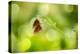 Twin Butterfly.-Marco Carmassi-Premier Image Canvas