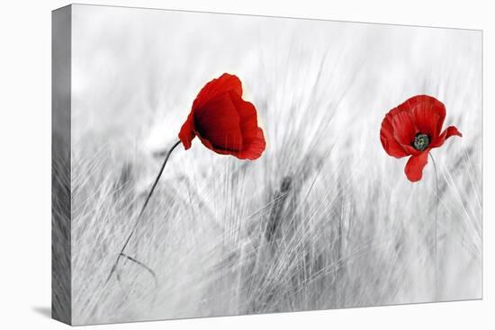 Twin Poppy-Ata Alishahi-Premier Image Canvas
