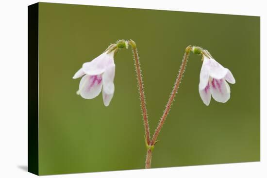 Twinflower (Linnaea Borealis) in Flower in Pine Woodland, Abernethy National Nr, Scotland, UK-Mark Hamblin-Premier Image Canvas