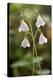 Twinflower (Linnaea Borealis)-Bob Gibbons-Premier Image Canvas