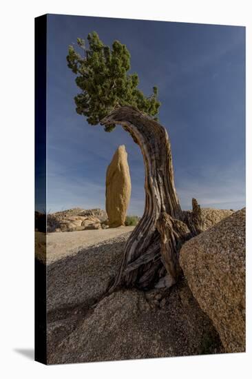 Twisted juniper growing from the granite rocks, Joshua Tree National Park-Judith Zimmerman-Premier Image Canvas