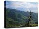 Twisted Tree in Lush Landscape, Bear River Range, Cache National Forest, Cache Valley, Idaho, USA-Scott T^ Smith-Premier Image Canvas