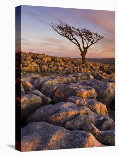 Twisted Tree, Twistleton Scar End, Ingleton, Yorkshire Dales National Park, England, United Kingdom-Neale Clark-Premier Image Canvas