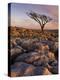 Twisted Tree, Twistleton Scar End, Ingleton, Yorkshire Dales National Park, England, United Kingdom-Neale Clark-Premier Image Canvas