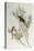 Twite (Carduelis Flavirostris)-John Gould-Premier Image Canvas