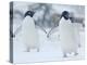 Two Adelie Penguins Walking on Snow, Antarctica-Edwin Giesbers-Premier Image Canvas
