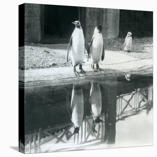 Two Adult King Penguins Standing by their Pool with their Reflections in the Water, London Zoo, 193-Frederick William Bond-Premier Image Canvas