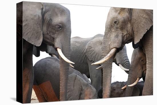 Two African Elephant Cows with Tusks Facing Each Other at a Water Hole in Zimbabwe-Karine Aigner-Premier Image Canvas