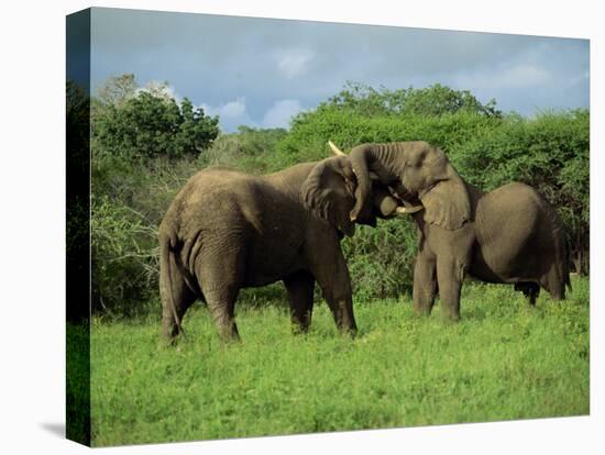 Two African Elephants Greeting, Kruger National Park, South Africa, Africa-Paul Allen-Premier Image Canvas