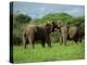 Two African Elephants Greeting, Kruger National Park, South Africa, Africa-Paul Allen-Premier Image Canvas
