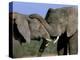 Two African Elephants (Loxodonta Africana), Greater Addo National Park, South Africa, Africa-Steve & Ann Toon-Premier Image Canvas