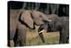 Two African Elephants (Loxodonta Africana), Standing Face to Face, Kenya-Anup Shah-Premier Image Canvas