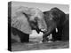 Two African Elephants Playing in River Chobe, Chobe National Park, Botswana-Tony Heald-Premier Image Canvas