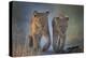 Two African Lion (Panthera Leo) Cubs Walking On A Path. Okavango Delta, Botswana-Wim van den Heever-Premier Image Canvas