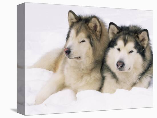 Two Alaskan Malamute Dogs, USA-Lynn M. Stone-Premier Image Canvas