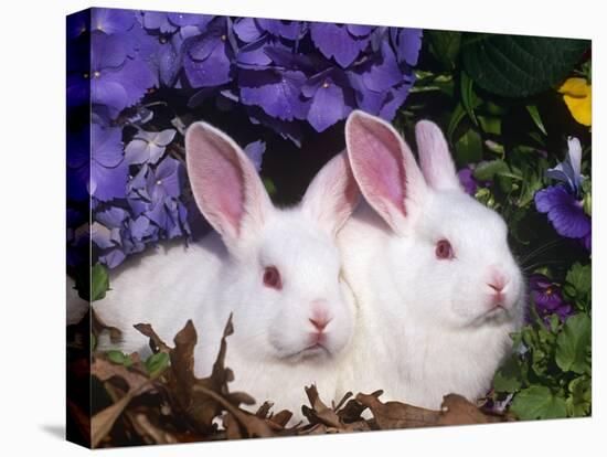 Two Albino New Zealand Domestic Rabbits, USA-Lynn M. Stone-Premier Image Canvas