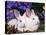 Two Albino New Zealand Domestic Rabbits, USA-Lynn M. Stone-Premier Image Canvas