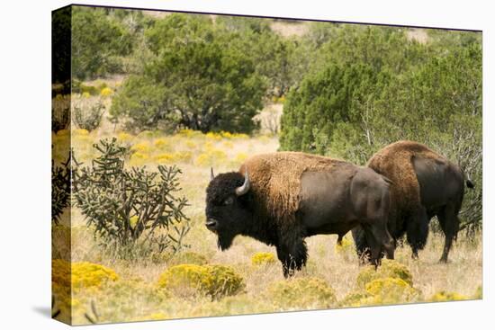 Two American Bison on a farm, Santa Fe, New Mexico, USA.-Julien McRoberts-Premier Image Canvas