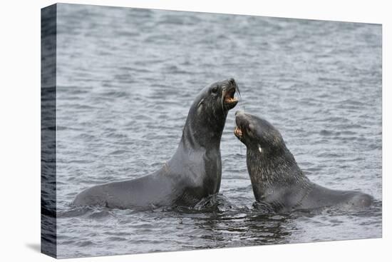 Two Antarctic fur seals (Arctocephalus gazella) fighting, Deception Island, Antarctica, Polar Regio-Sergio Pitamitz-Premier Image Canvas