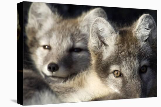 Two Arctic Foxes (Alopex Lagopus) Trygghamna, Svalbard, Norway, July 2008-de la-Premier Image Canvas