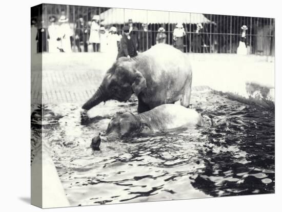 Two Asian Elephants Bathing in Pool at London Zoo, Watched by Keeper and Visitor Crowd, June 1914-Frederick William Bond-Premier Image Canvas