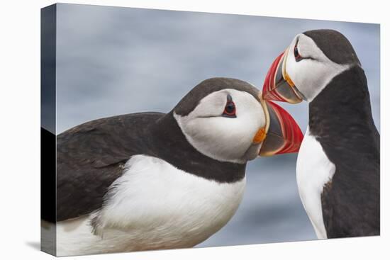 Two Atlantic Puffins greeting-Nigel Hicks-Premier Image Canvas