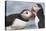 Two Atlantic Puffins greeting-Nigel Hicks-Premier Image Canvas