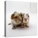 Two Baby Crested Guinea Pigs, One-Day-Jane Burton-Premier Image Canvas