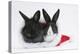Two Baby Dutch X Lionhead Rabbits in a Father Christmas Hat-Mark Taylor-Premier Image Canvas