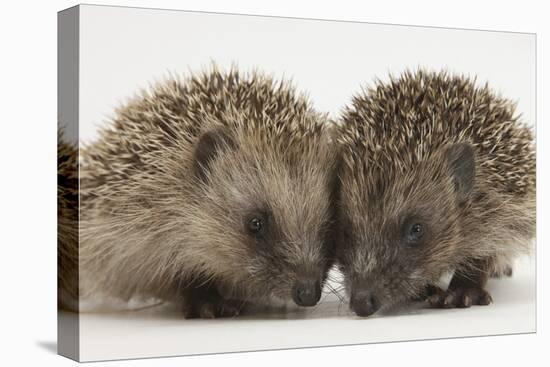 Two Baby Hedgehogs (Erinaceus Europaeus)-Mark Taylor-Premier Image Canvas