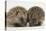 Two Baby Hedgehogs (Erinaceus Europaeus)-Mark Taylor-Premier Image Canvas