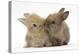 Two Baby Lionhead-Cross Rabbits, Touching Noses-Mark Taylor-Premier Image Canvas