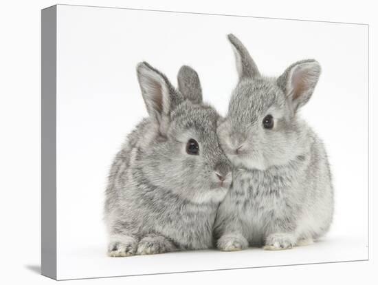 Two Baby Silver Rabbits-Mark Taylor-Premier Image Canvas