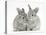 Two Baby Silver Rabbits-Mark Taylor-Premier Image Canvas