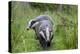 Two Badgers walking along grassy path, Launceston, Cornwall-David Pike-Premier Image Canvas