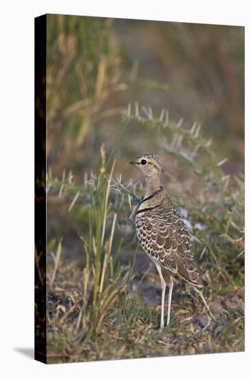 Two-Banded Courser (Double-Banded Courser) (Rhinoptilus Africanus)-James Hager-Premier Image Canvas