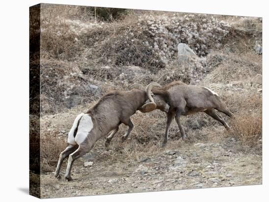 Two Bighorn Sheep (Ovis Canadensis) Rams Butting Heads, Clear Creek County, Colorado, USA-James Hager-Premier Image Canvas