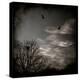 Two Birds Retum to Nest at Dusk-Luis Beltran-Premier Image Canvas