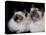 Two Birman Cats Showing Deep Blue Eyes-Adriano Bacchella-Premier Image Canvas