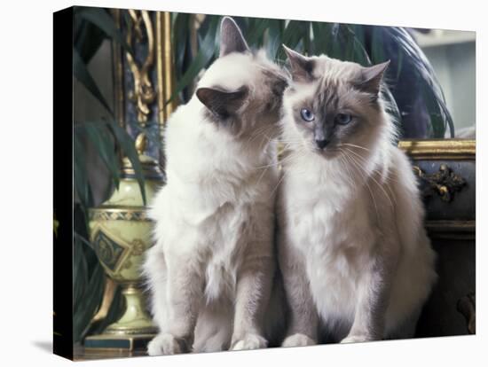 Two Birman Cats Sitting on Furniture, Interacting-Adriano Bacchella-Premier Image Canvas