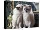 Two Birman Cats Sitting on Furniture, Interacting-Adriano Bacchella-Premier Image Canvas