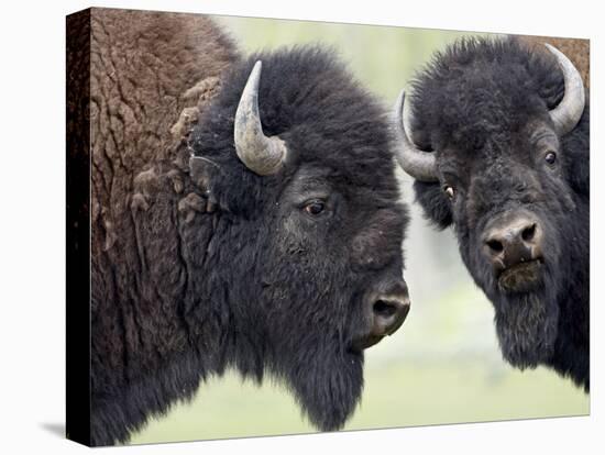 Two Bison Bulls Facing Off, Yellowstone National Park, Wyoming, USA-James Hager-Premier Image Canvas
