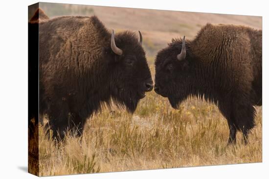 Two Bison Face-To-Face, Custer State Park, South Dakota, USA-Jaynes Gallery-Premier Image Canvas