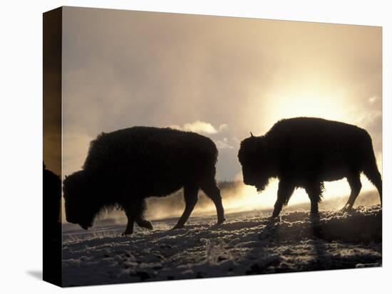 Two Bison Silhouetted Against Rising Sun, Yellowstone National Park, Wyoming, USA-Pete Cairns-Premier Image Canvas