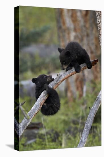 Two Black Bear cubs of the year or spring cubs playing, Yellowstone Nat'l Park, Wyoming, USA-James Hager-Premier Image Canvas